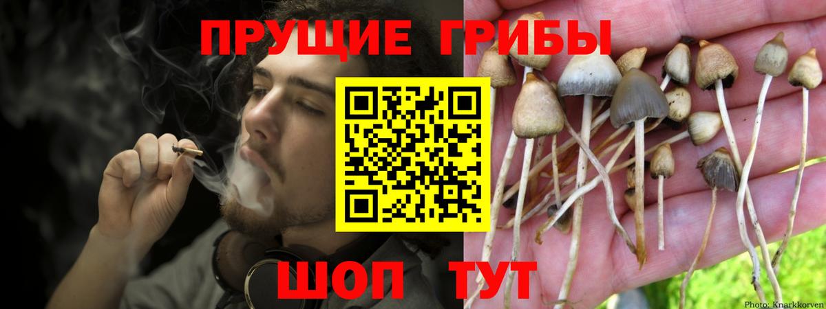Бердск  Псилоцибиновые грибы мицелий  Вход с VPN  Псилоцибиновые грибы мицелий 